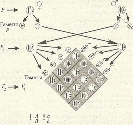 Рис. 20. Цитологическая основа диффузного скрещивания.